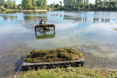 Mäharbeiten auf dem Greisbachsee in Monheim mit dem Truxor